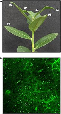 Terpenoid Esters Are the Major Constituents From Leaf Lipid Droplets of <mark class="highlighted">Camellia sinensis</mark>